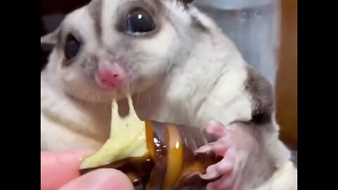 So long nails can’t catch food yet.#cutepet #pets #sugarglider #rat #loveyou #challenge #eatingshow