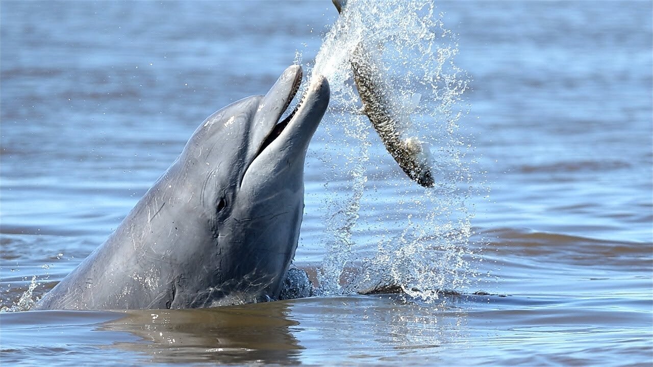 Saving Lahille's Bottlenose Dolphins - Reports From The Frontline - BBC Earth