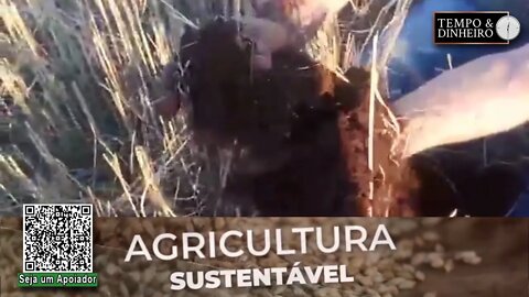 Lavouras com fertilizante orgânico SH - 24 da Lottus Biosolucões tem mais vigor. Veja as imagens
