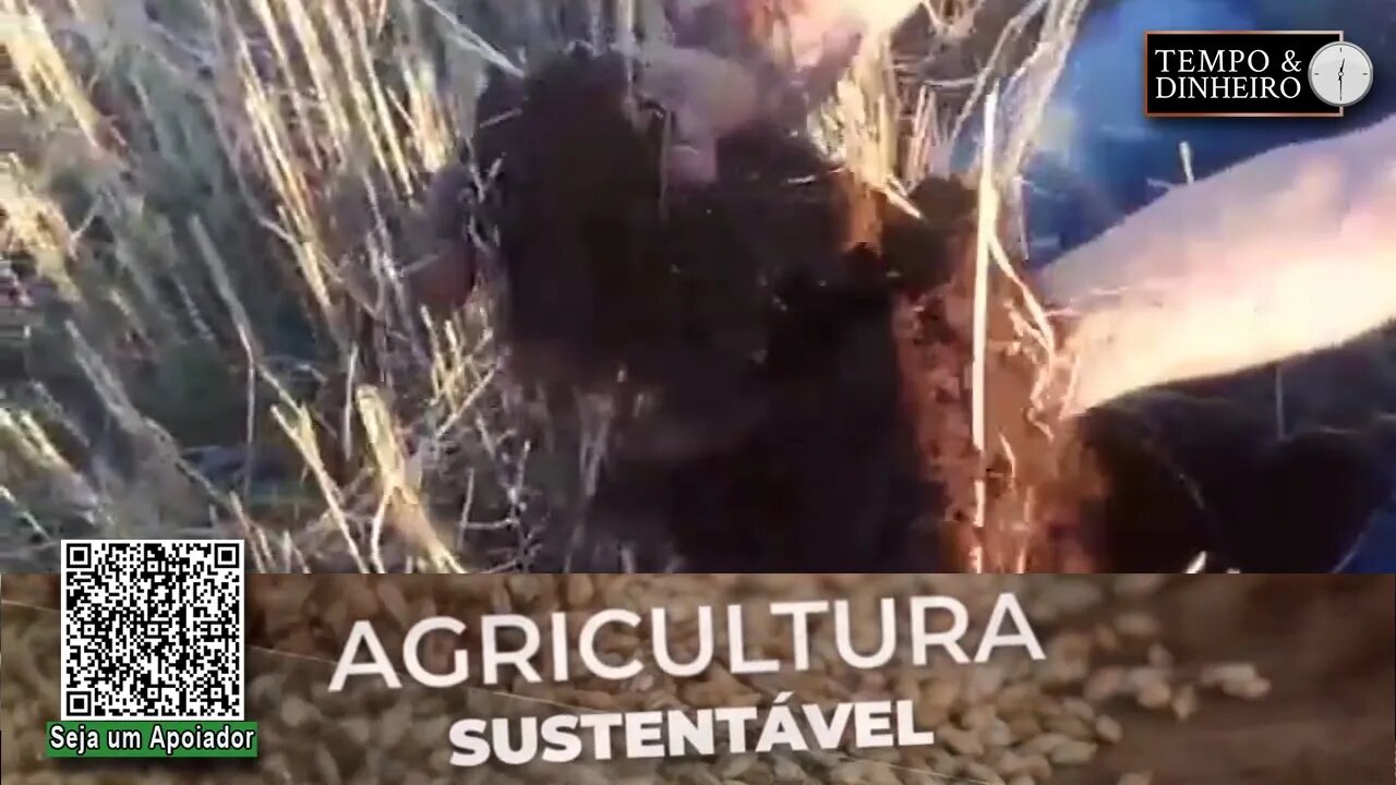 Lavouras com fertilizante orgânico SH - 24 da Lottus Biosolucões tem mais vigor. Veja as imagens