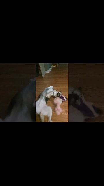 Cute Shepsky Plays With Her Toy