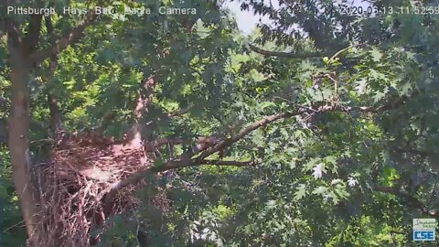 Hays Eagles H12 nice flyoff from the nest 2020 06 13 1152am