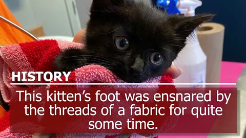 Stray kitten's foot tangled causes severe injury | Niagara SPCA Shelter Medical