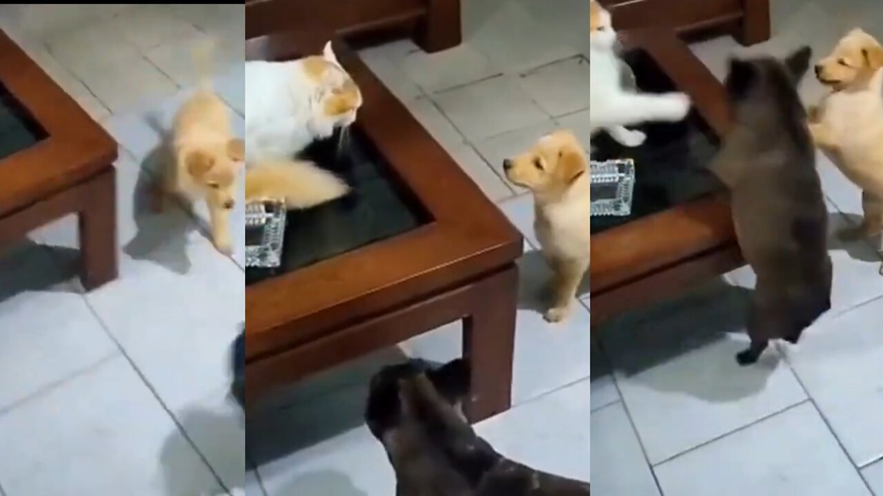 Cat and pet's fights👊 so funny😜