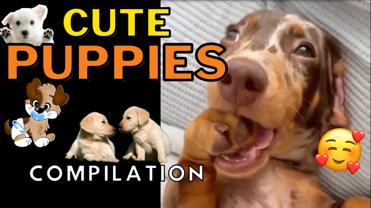 Cute Puppies Compilation - Adorable Puppies That Will Make You Say Aww
