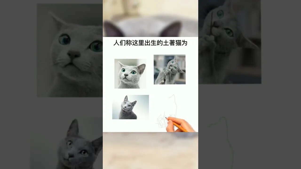 蓝猫是灰色的为什么要叫蓝猫？#萌宠#蓝猫#养猫#