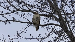 Red-Tailed Hawk clip 3