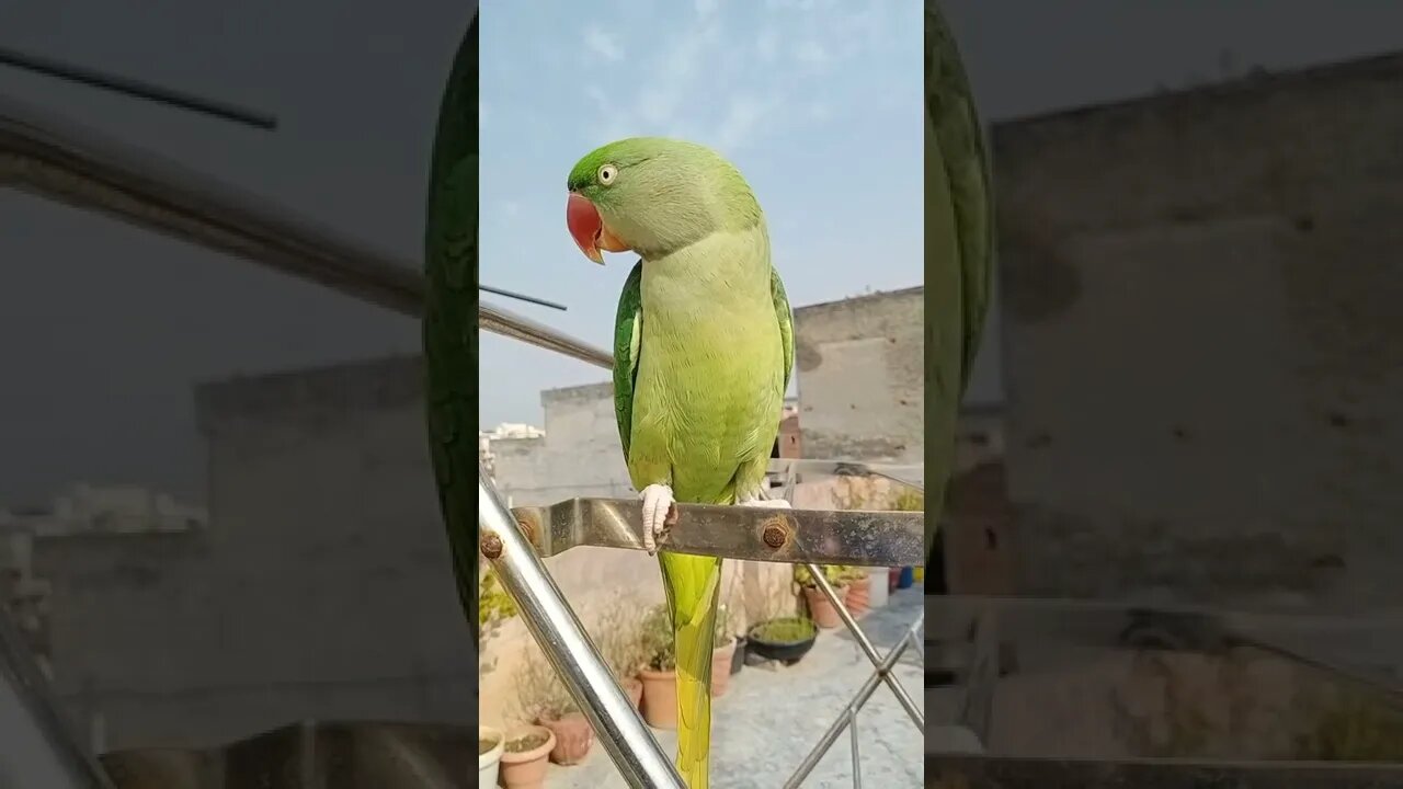 Lovely Parrot