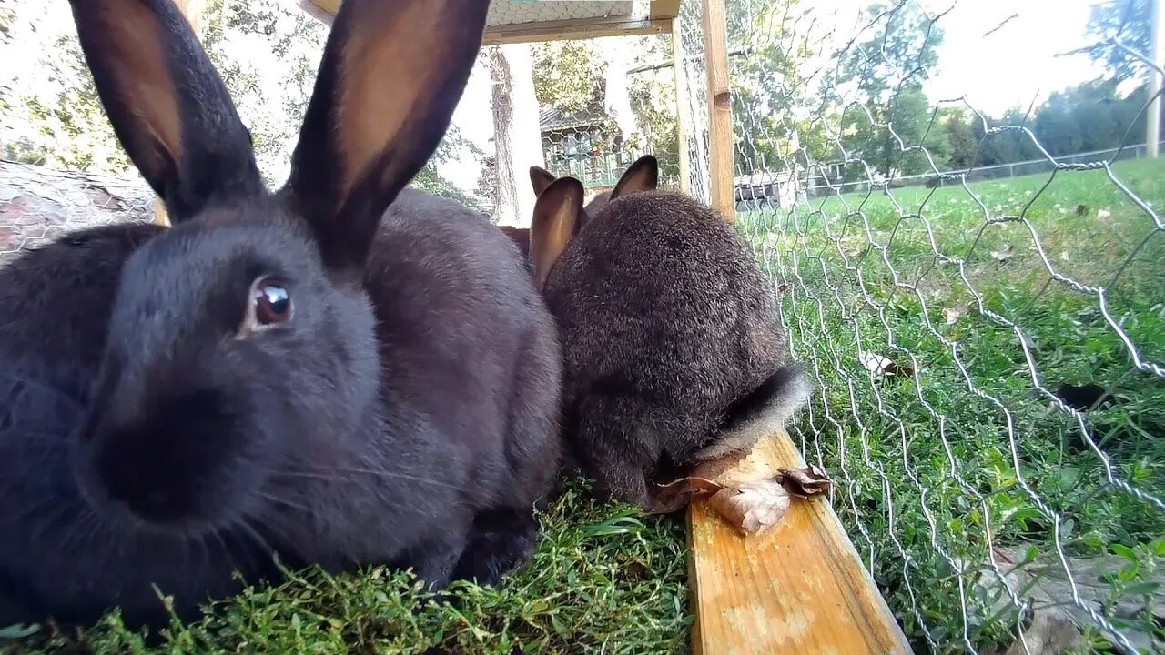 Look at what these rabbits do when they are alone!