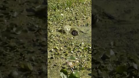 Gator Dives Quickly Underwater