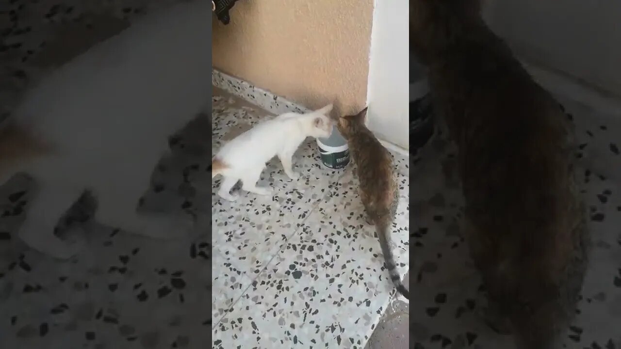 Animal Rescue - Rescued Cats 🙀 drinking water