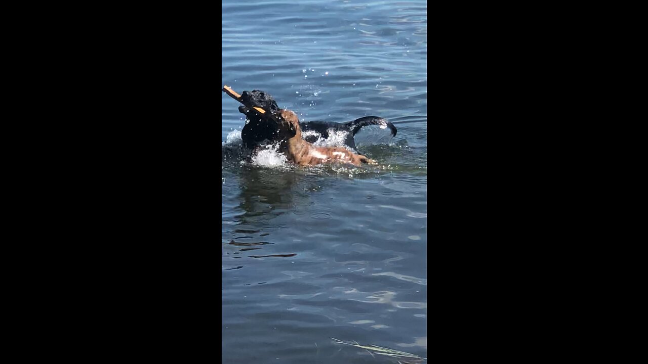 Doggies having some camp time fun