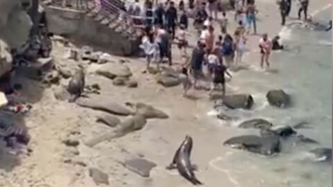 Beachgoers run as sea lions dart onto San Diego beach