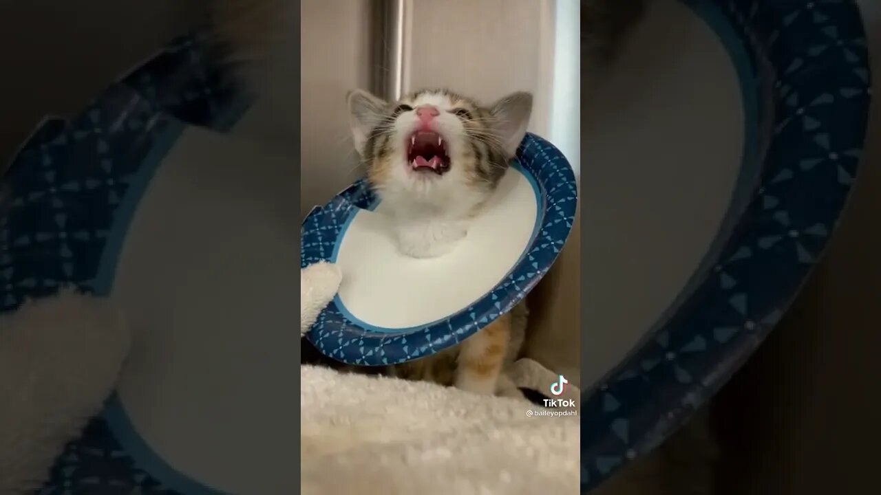 Angry Kitten Does A Big Meow!