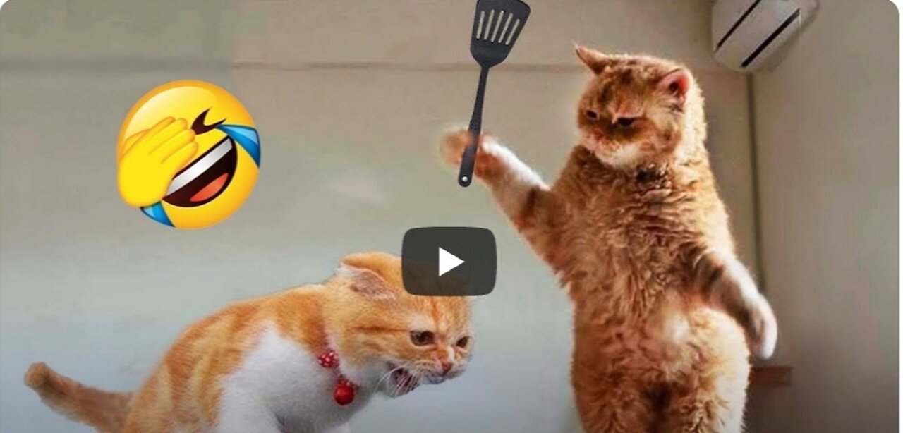 unniest Animals 2023 😂 New Funny Cats and Dogs Videos 😻🐶