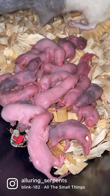 Found 23 pinkies in one bin! Crazy!