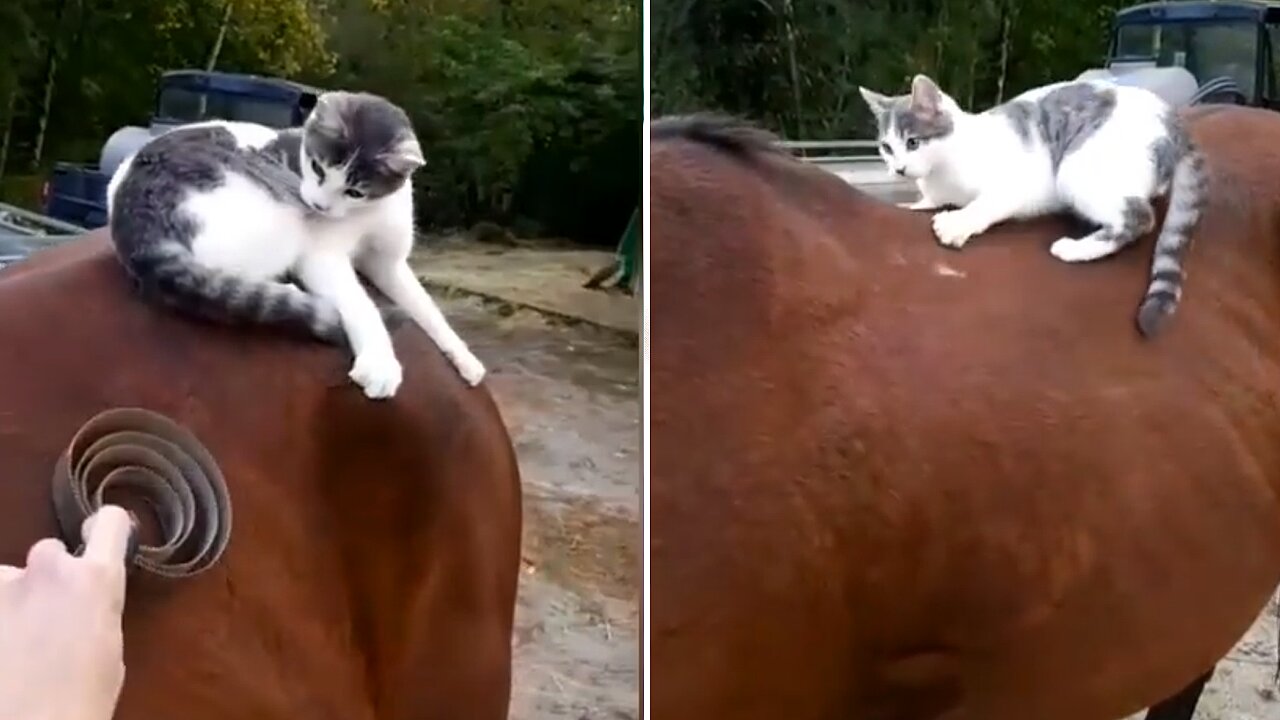 Cat Finds That Horse's Back Is The Best Spot For Play