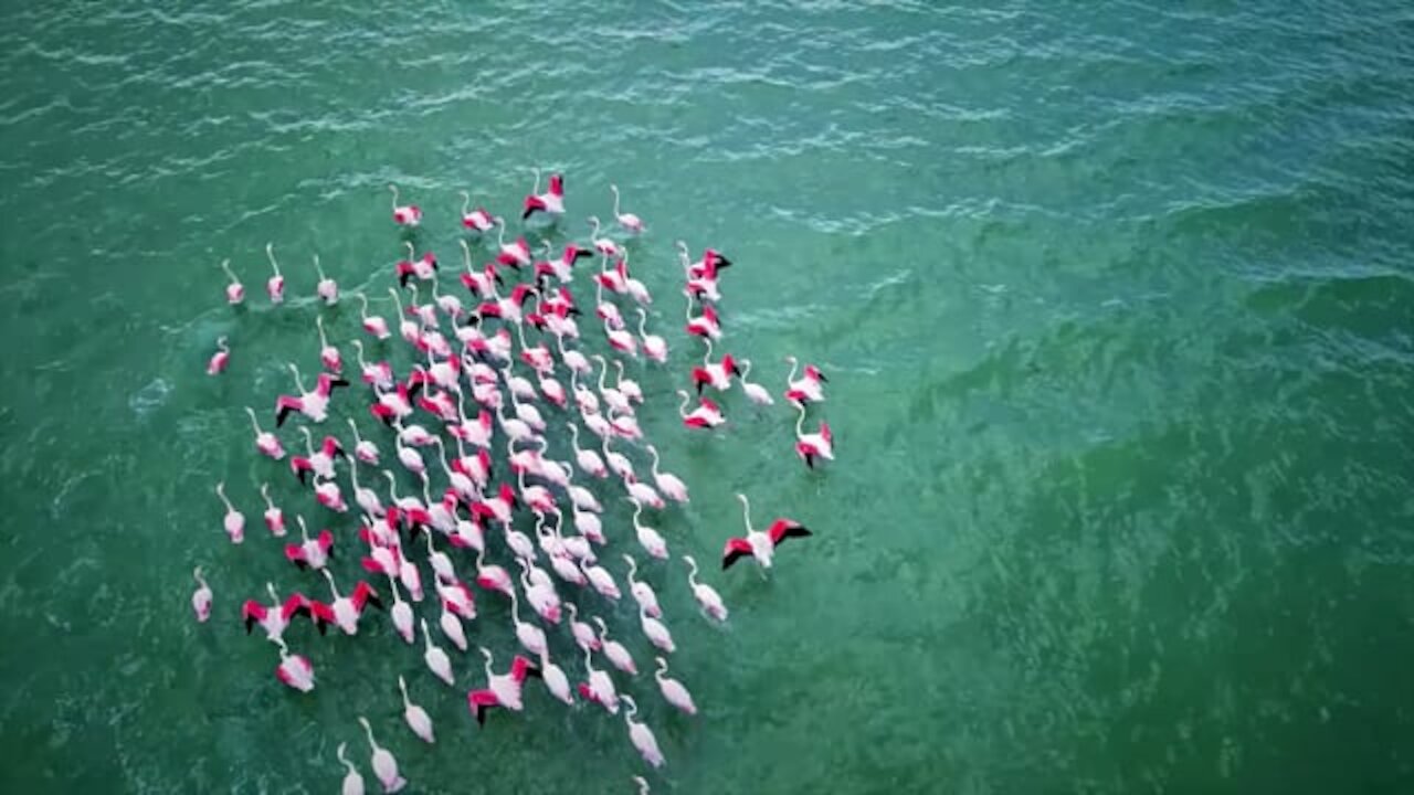 flamingos birds|#flomingos |Susantha11