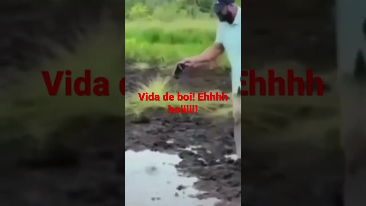Vida de um boi na América! #shorts