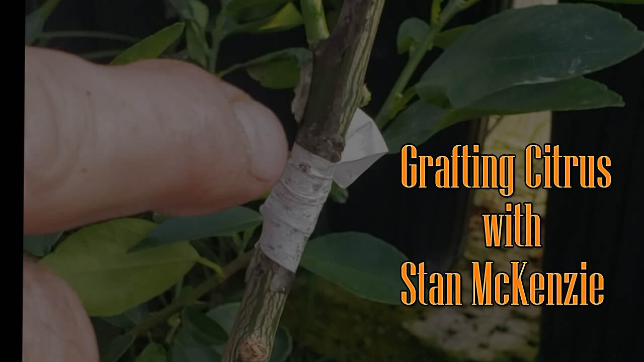 Grafting with Stan the Citrus Man