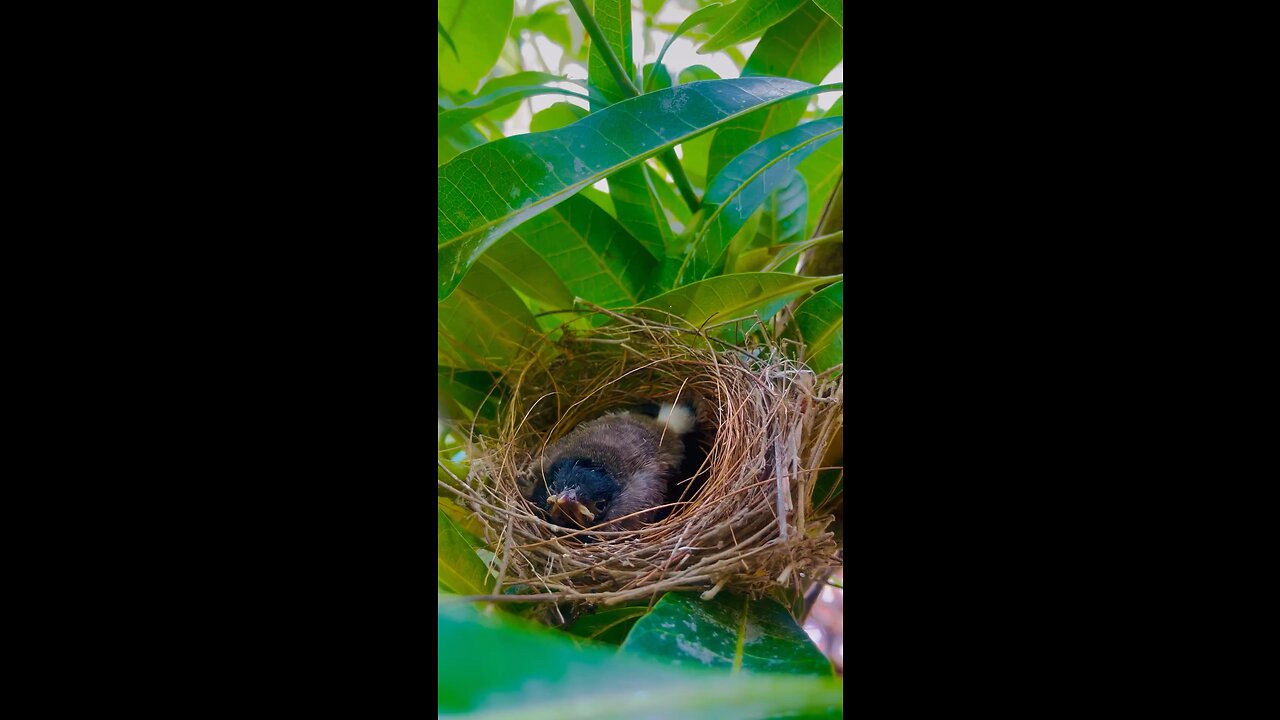 #nature loves bird photography #trending in rumble