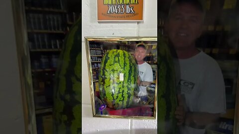 World Class Champion Seeds #giantpumpkin #giantwatermelon #seeds
