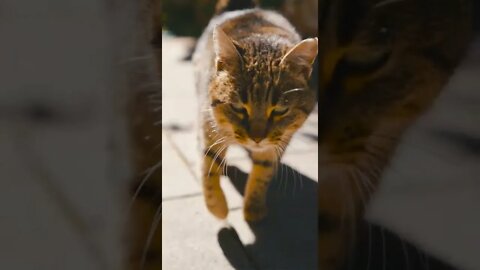 KUCING LUCU #PART 31