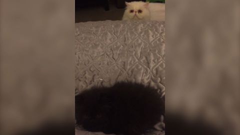 Jealous Cat Creeps Around The Bed