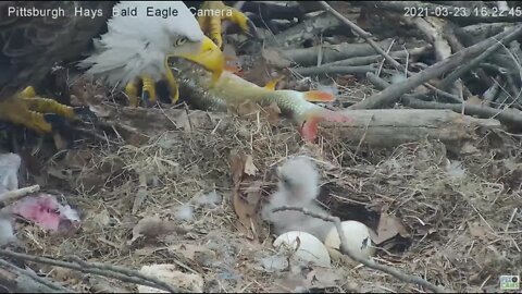 Hays Eagles Dad brings in huge fish while Mom is feeding H13 2021 03 23 16:22