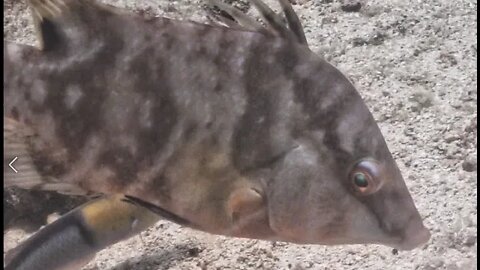 City of Washington Wreck-- color morphing hogfish