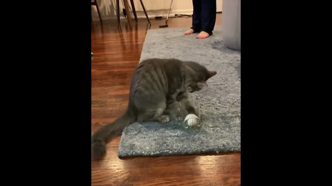 cat helps owner with his putting game #Shorts