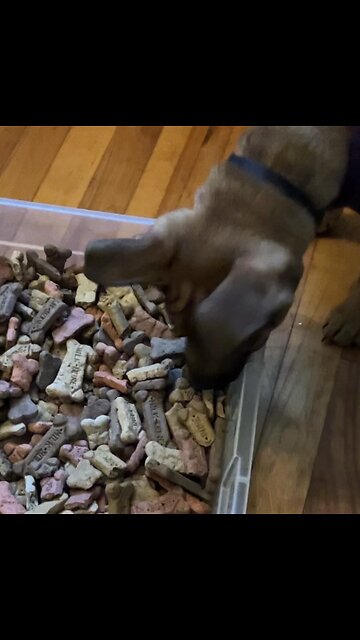 Puppy picks out own treat