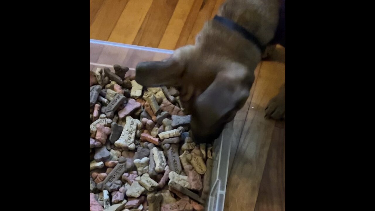 Puppy picks out own treat