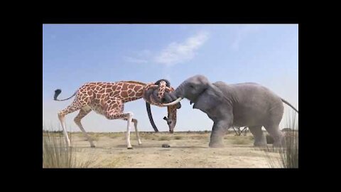 Elephant vs Giraffe Water Fight(720P_HD)