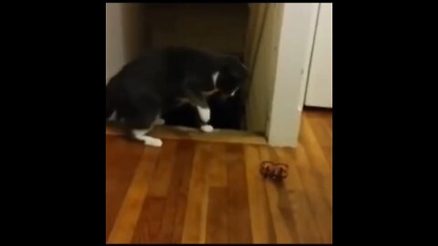 New Funny Videos 2022, Funny Moments