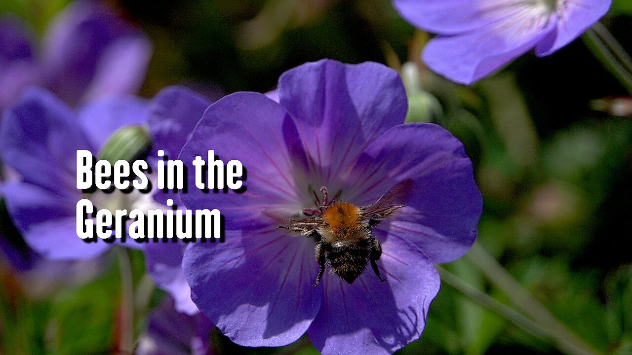 Bee and Geranium Slow motion bees and wasps