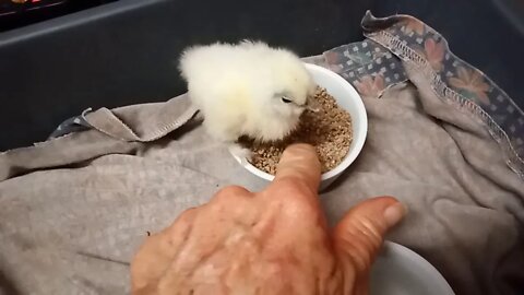 Frizzle X Silkie chick about 5 days old ( Video 2 )