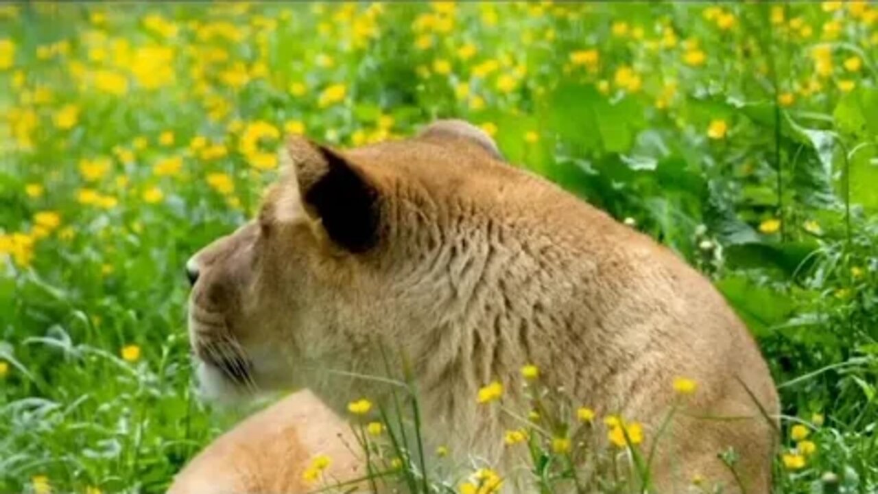Animal Wildlife Animal Kingdom Awesome Animal Wildlife Jungle View