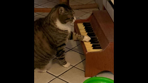 Cat play pianos Best 🤣 funny video