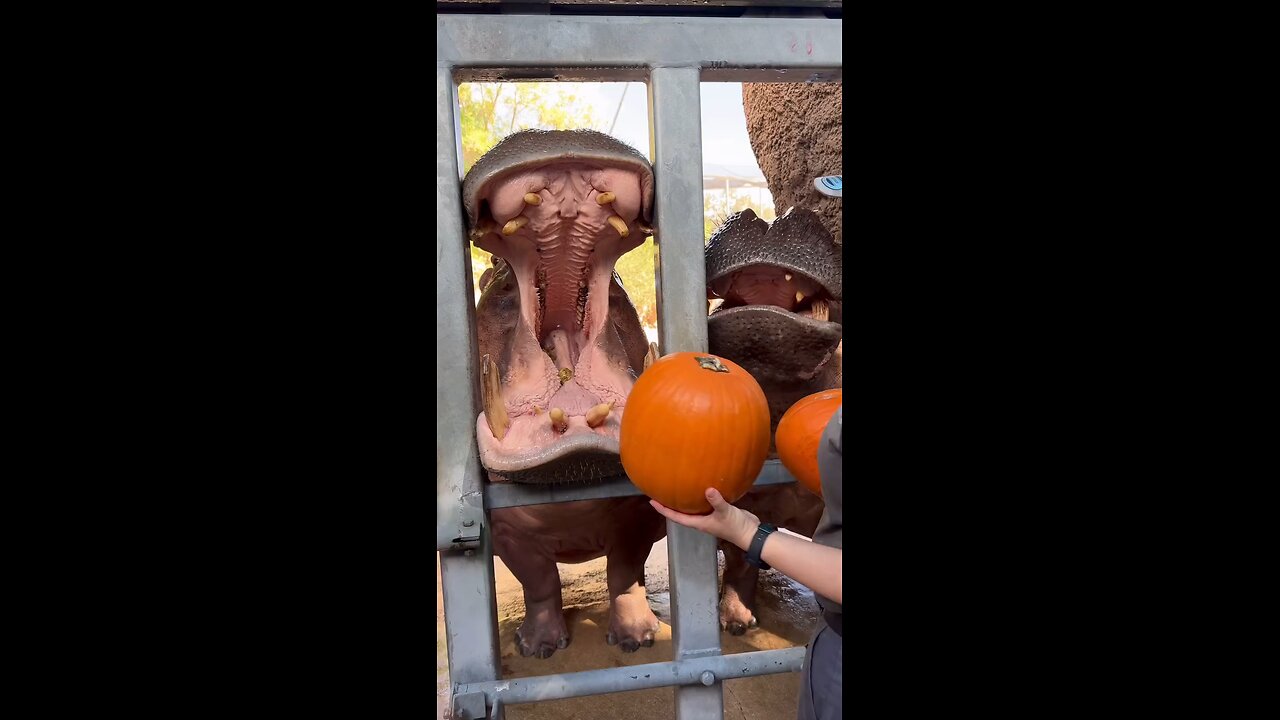 Pumpkin crunching with Timothy the hippo! ...#animals #cute #hippo #cuteanimals #pumpkin