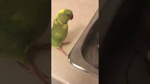 Silly parrot loves to distract owner by playing adorable games