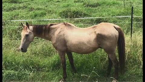 I'm stalking Arthur our rescue horse. I love the look he gave me, not amused