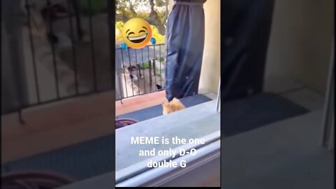MEME is the one and only D-O double G #shorts #trending