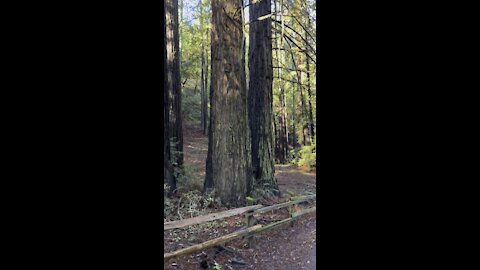 Tall Redwood Trees