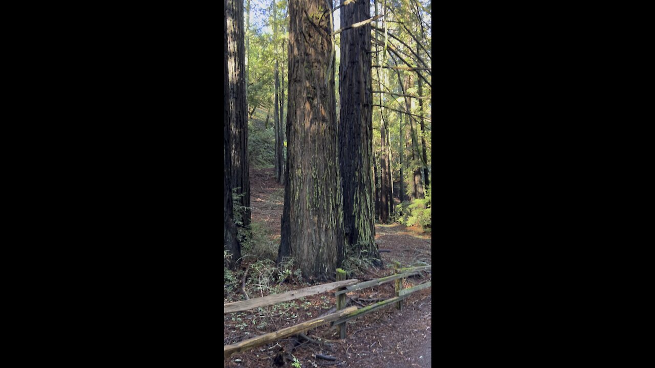 Tall Redwood Trees