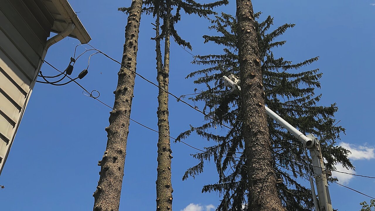 Tree removal with Border Collie puppies and dogs.