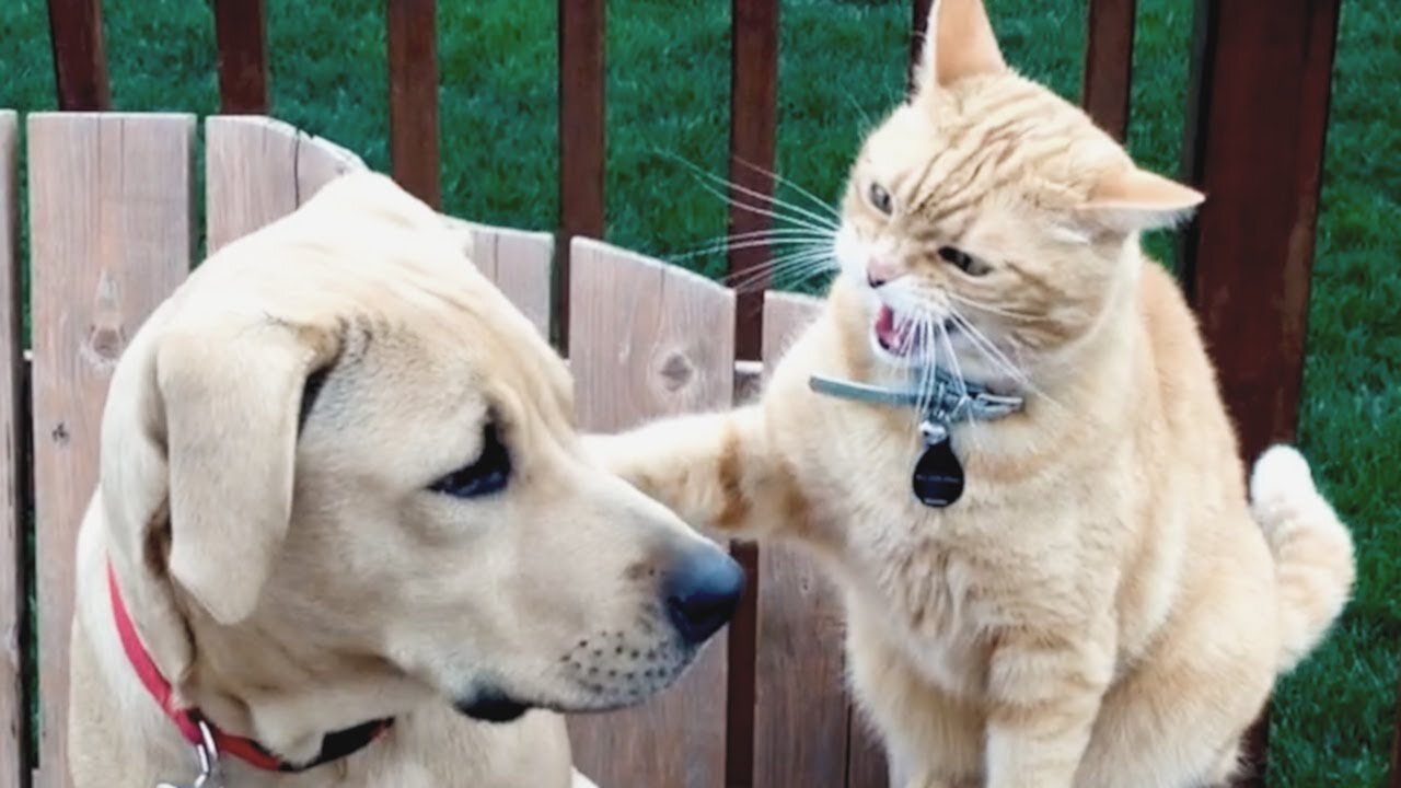Angry Cats VS Dogs Funny Cat and Dog