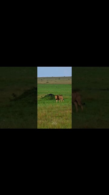 Majestic Lion On The Move #shorts | #ShortsAfrica