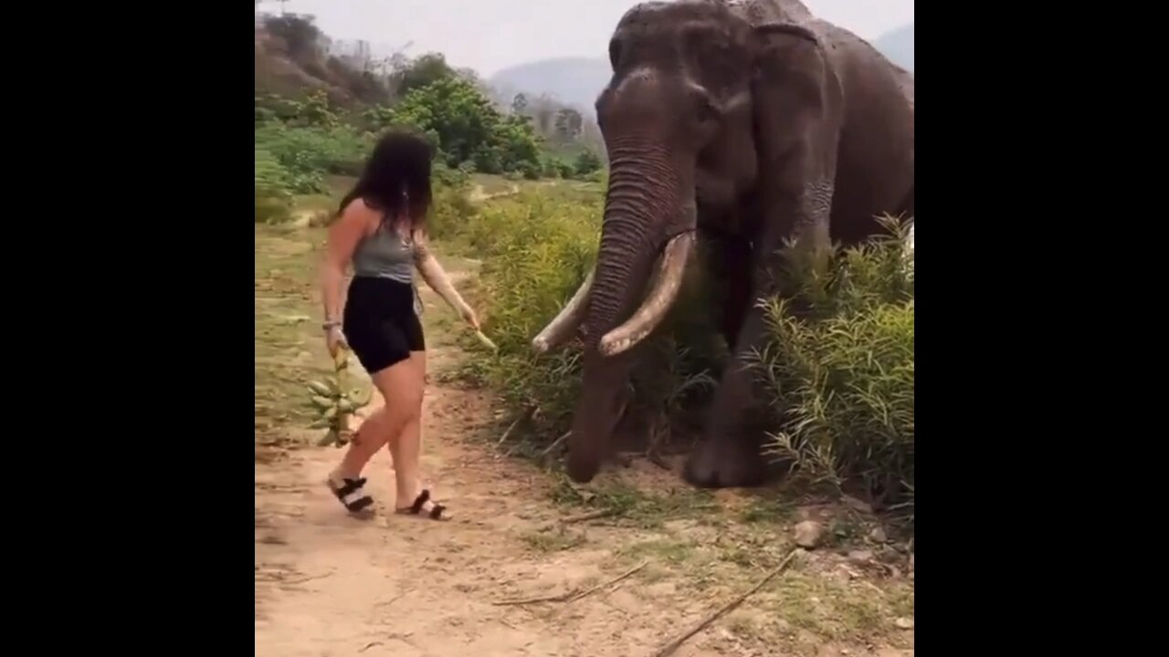 Woman gets shoved by an elephant