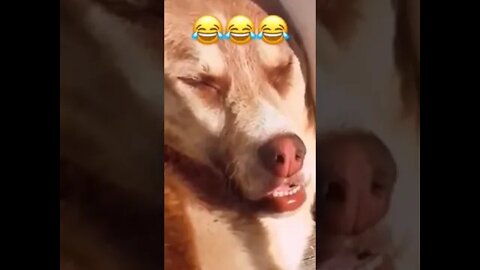 funny cute dogs🐶 and cats 🐱🤣🤣